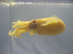 Foto Galerie/Cephalopoda/Sepiola atlantica/Sepiola atlantica_04_S.jpg